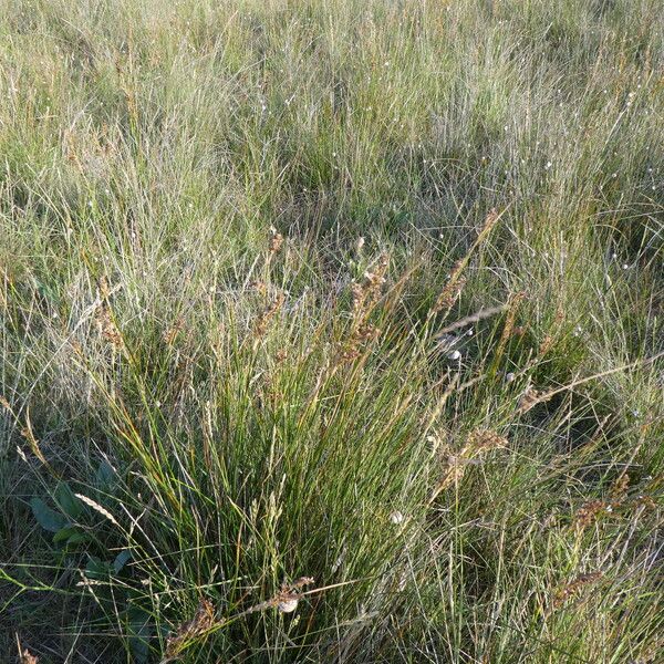 Juncus maritimus Hàbitat