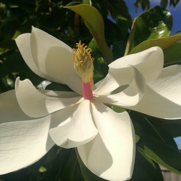 Magnolia virginiana Blüte