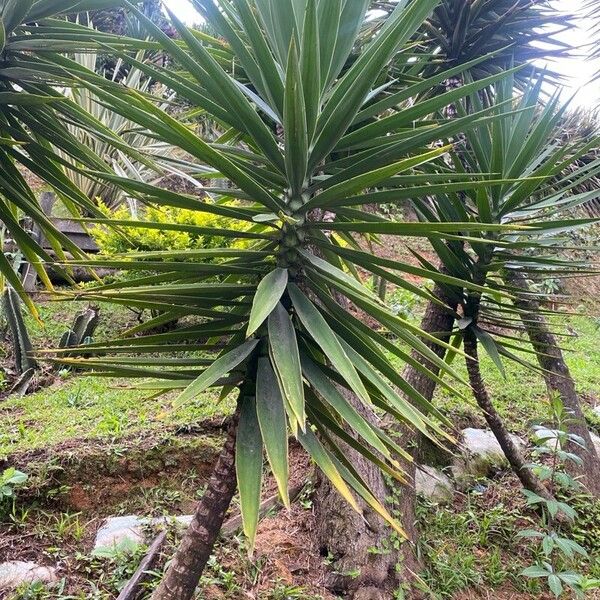 Yucca aloifolia 花