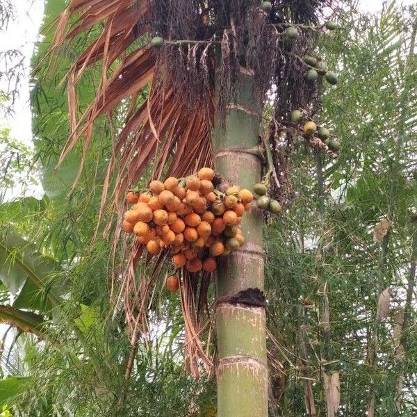 Areca catechu Meyve