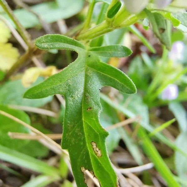 Prunella × intermedia Leaf