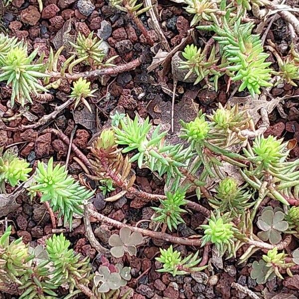 Petrosedum forsterianum Leaf