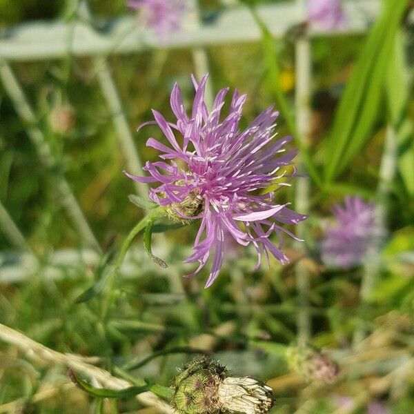 Centaurea stoebe Квітка