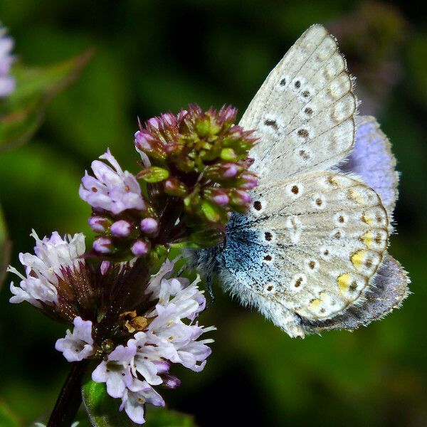 Mentha aquatica Flower