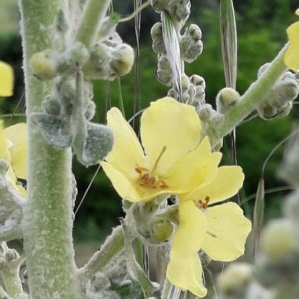 Verbascum pulverulentum Blomst