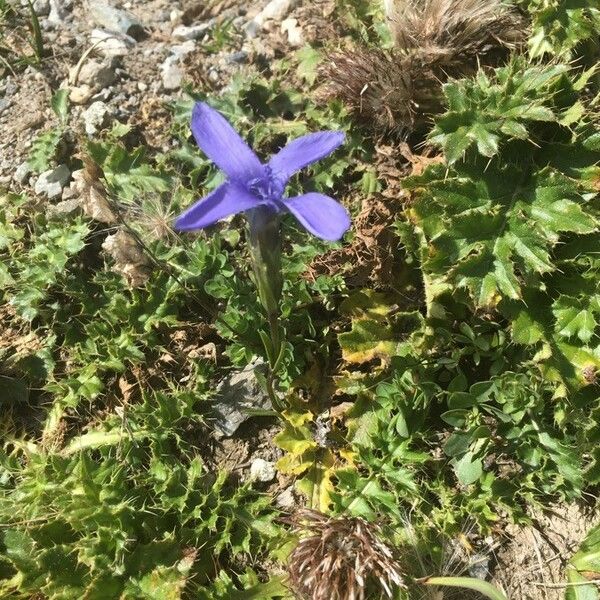 Gentianopsis ciliata Žiedas