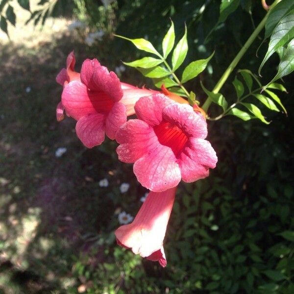 Campsis radicans Flower