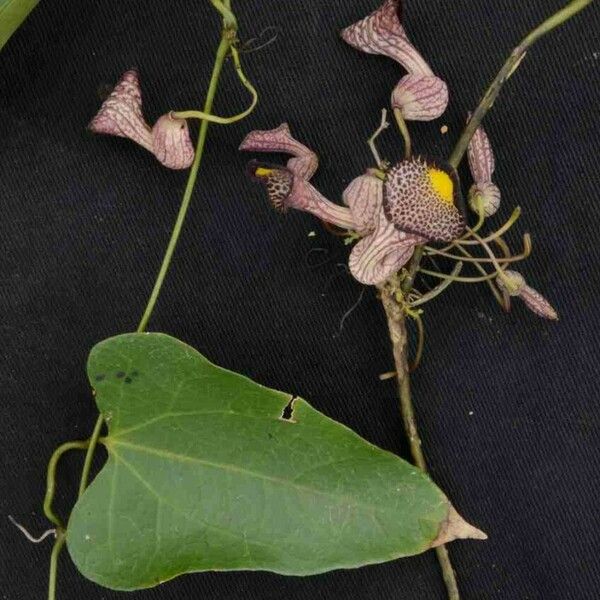 Aristolochia triangularis Kwiat