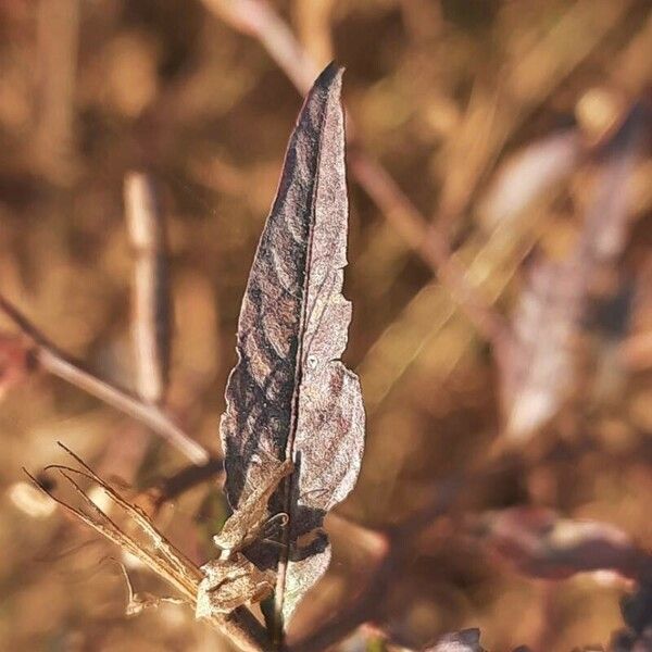 Ludwigia alternifolia Leaf