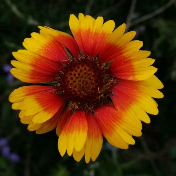 Gaillardia aristata 花