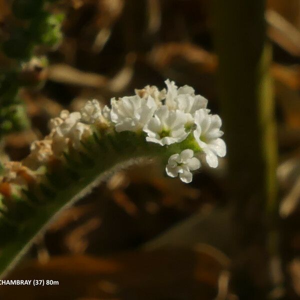 Heliotropium europaeum ফুল