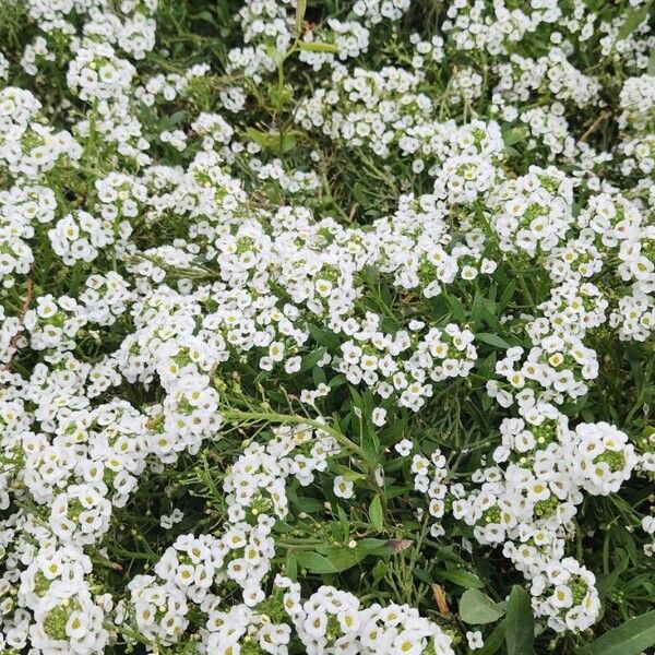 Lobularia maritima Habit