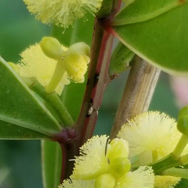 Acacia myrtifolia Virág