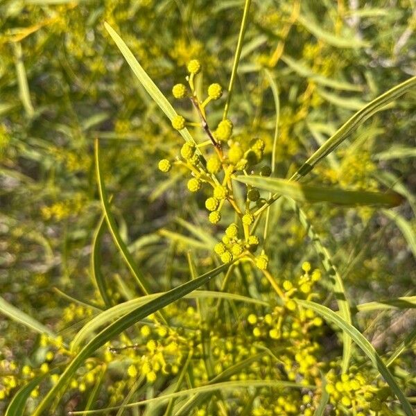 Acacia retinodes Blomst