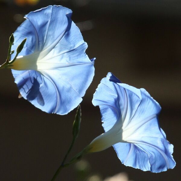 Ipomoea tricolor Flower