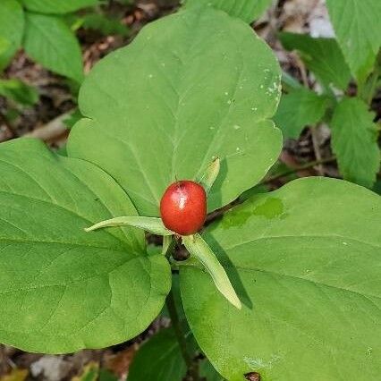 Trillium undulatum Fruit