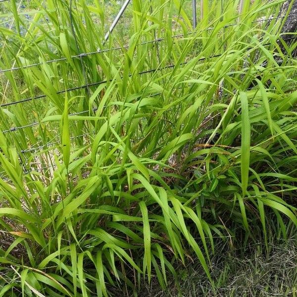 Leersia oryzoides Blatt