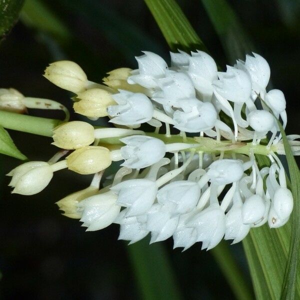 Calanthe hololeuca Flower