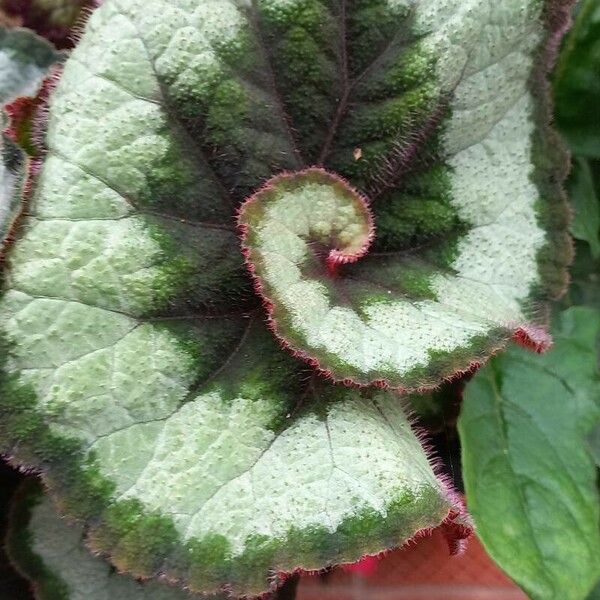 Begonia rex 葉