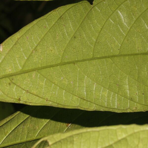 Adenophaedra grandifolia Leaf