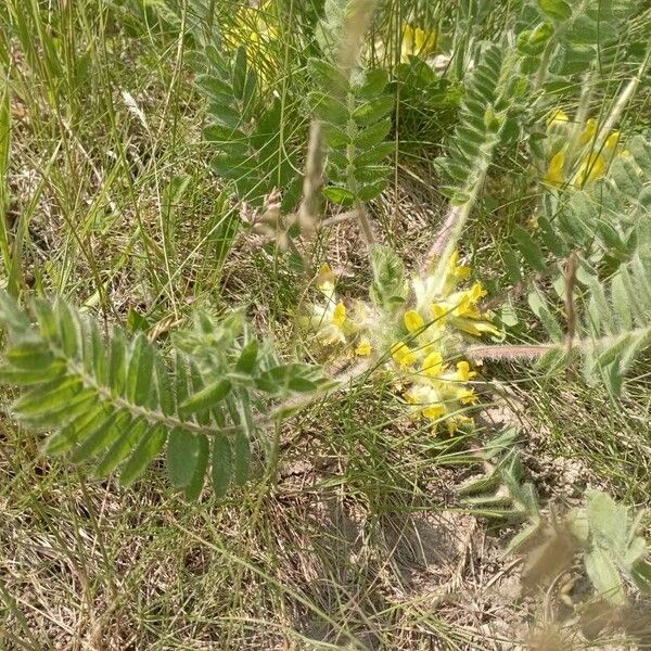 Astragalus exscapus Floare
