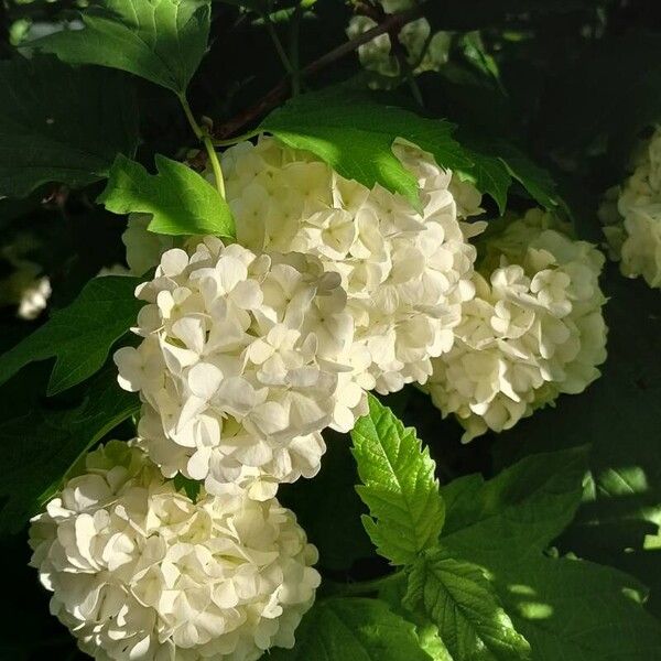 Viburnum opulus Floro