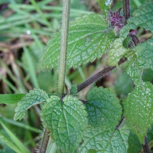 Stachys sylvatica Kaarna