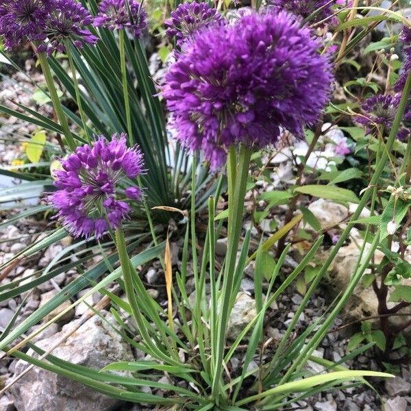 Allium senescens Flower