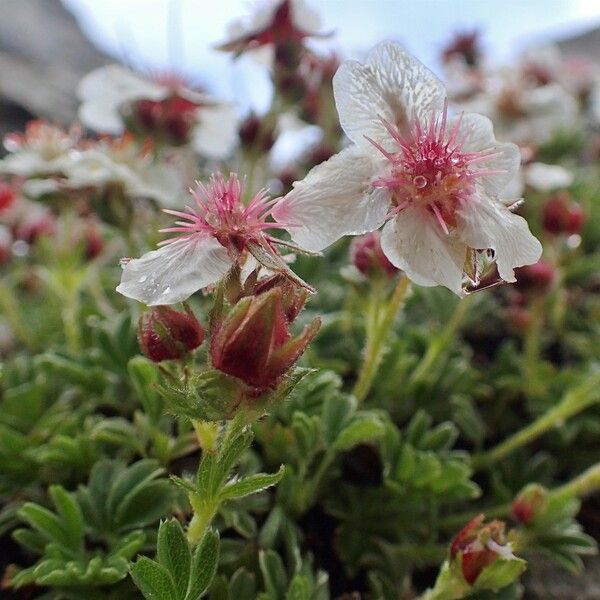 Potentilla nitida Hábitos