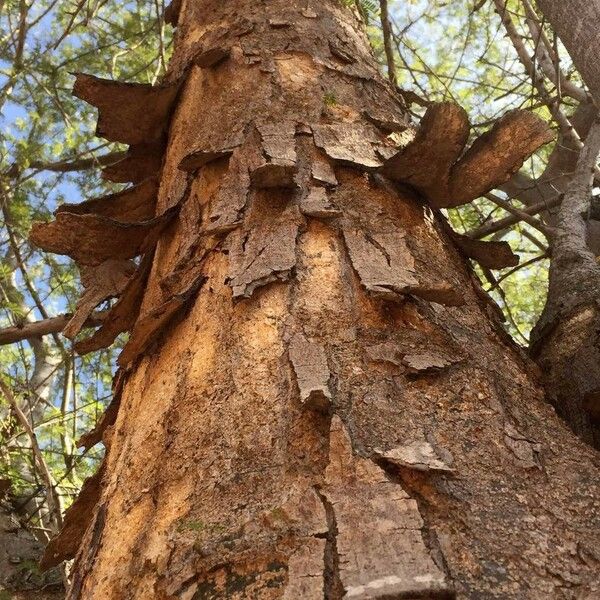 Albizia forbesii Lubje