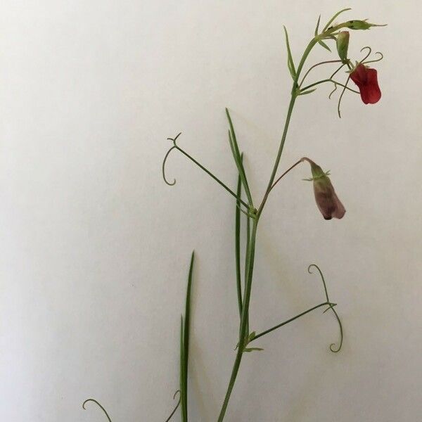 Lathyrus setifolius Λουλούδι