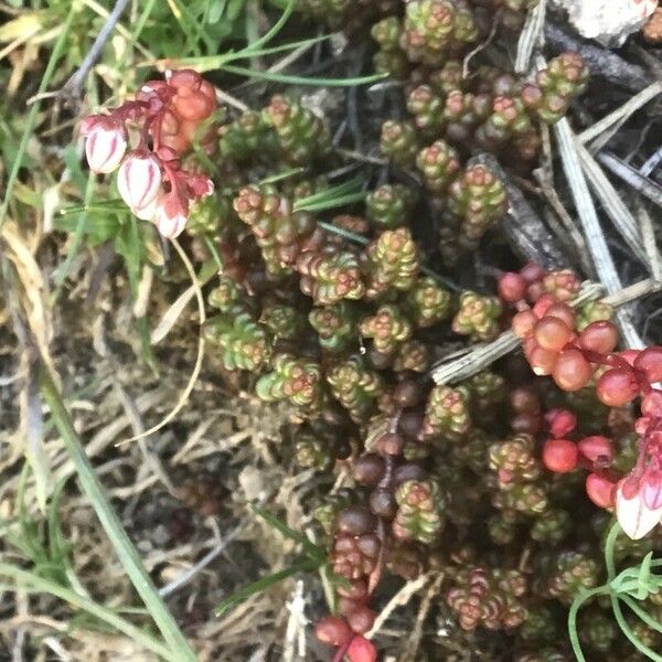 Sedum brevifolium Levél