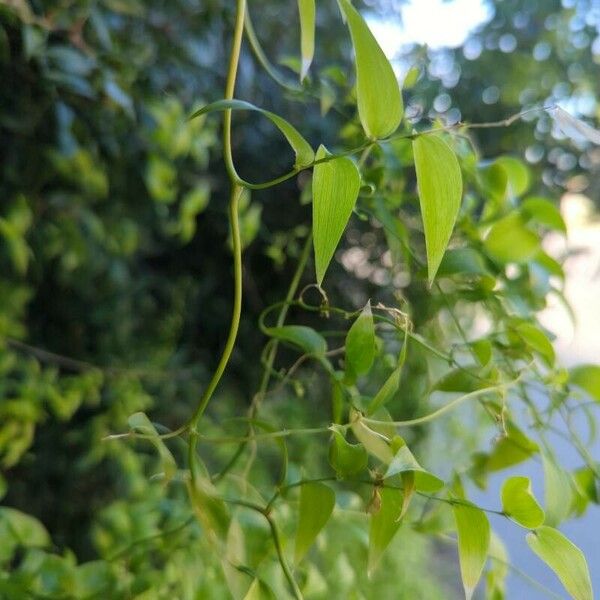 Asparagus asparagoides Bark