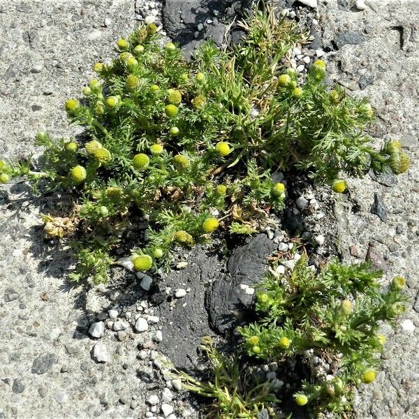 Matricaria discoidea Blüte