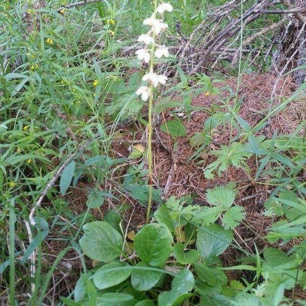 Pyrola rotundifolia Habit