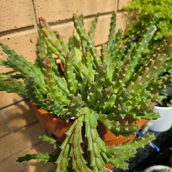 Orbea variegata Leaf