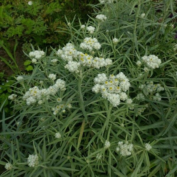 Anaphalis margaritacea Liść