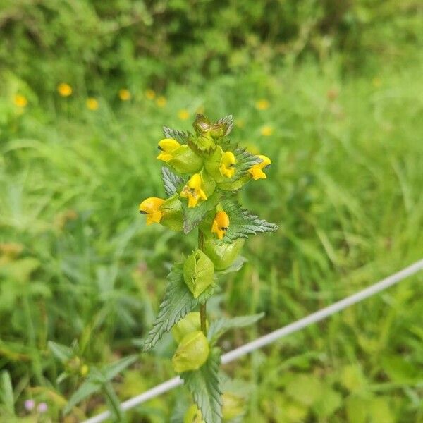 Rhinanthus minor Flower