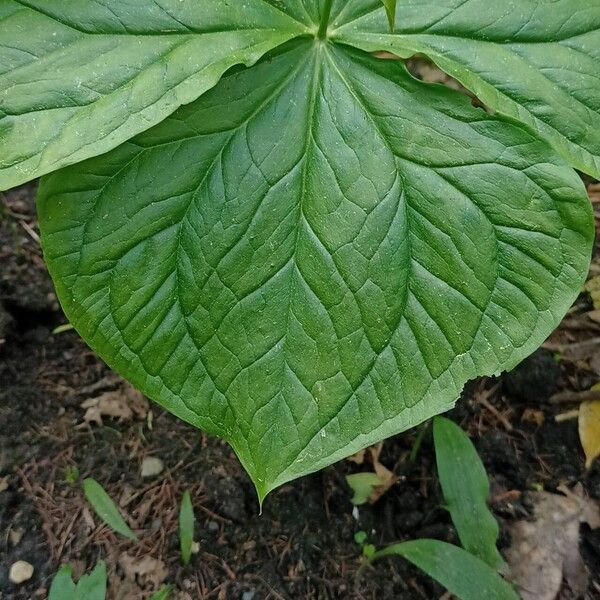 Trillium simile Leaf