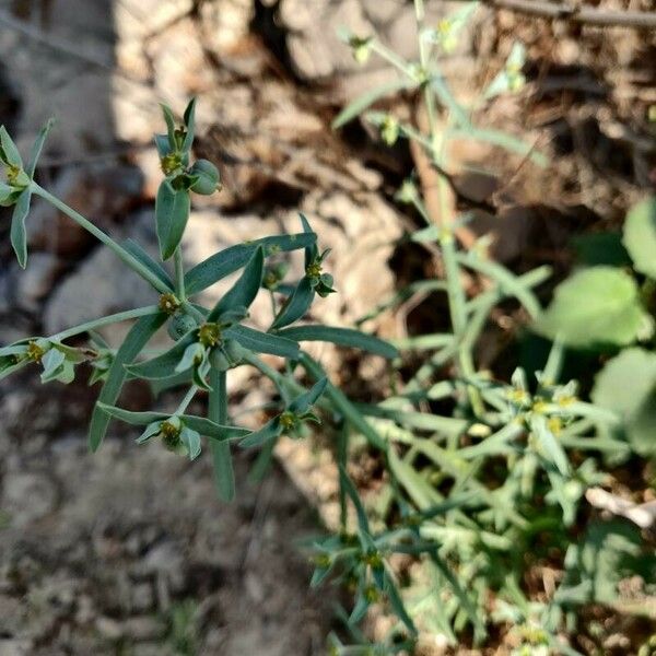 Euphorbia dracunculoides 果