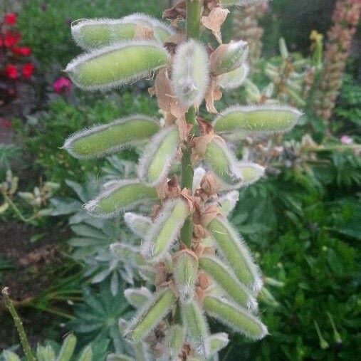 Lupinus albifrons Fruchs