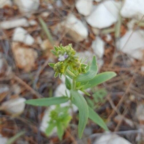 Linaria micrantha Цветок