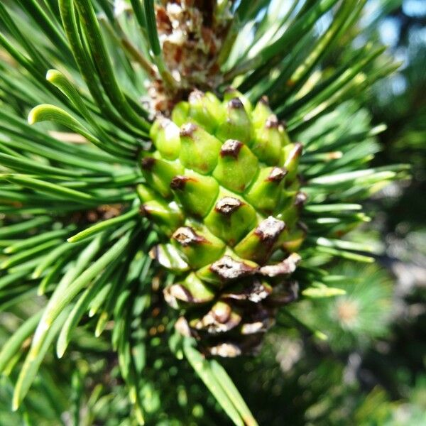 Pinus mugo 果實