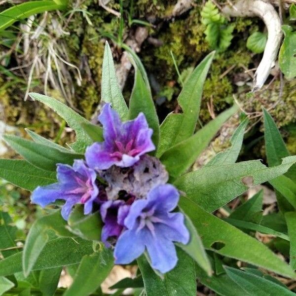 Glandora gastonii Flower