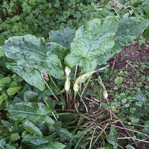 Arum maculatum Habit