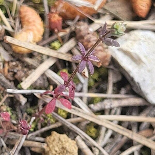 Galium parisiense 花