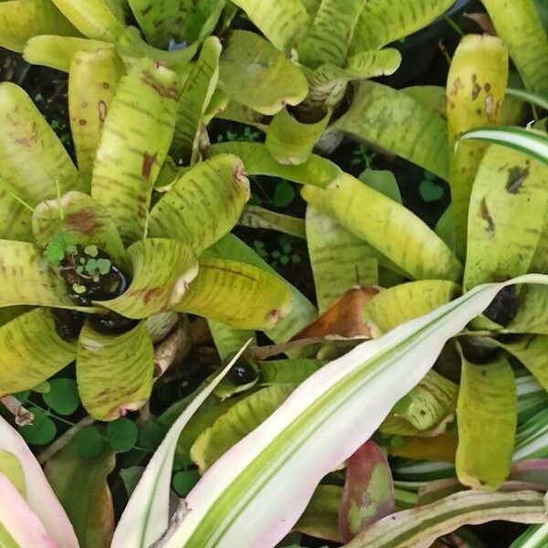 Aechmea nudicaulis Folha