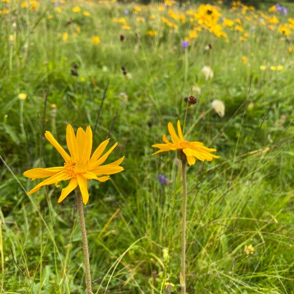 Arnica montana Hábito