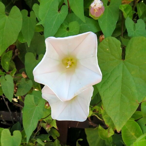 Calystegia silvatica Flower