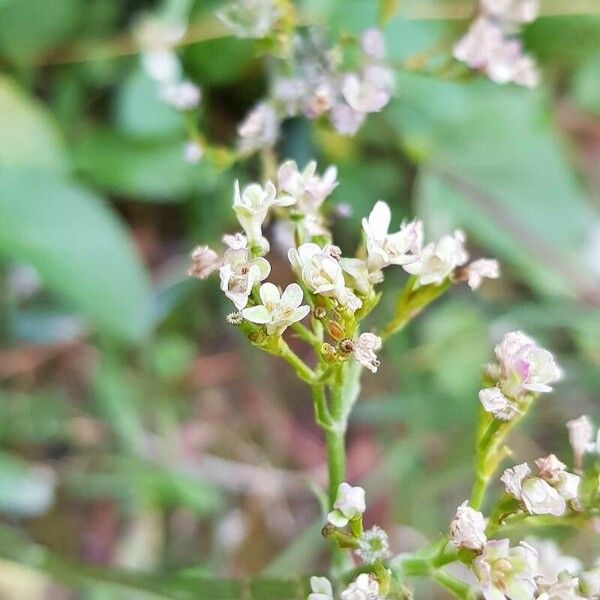 Valeriana tripteris 花